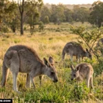 What Do Kangaroos Eat? A Complete Guide to Their Diet