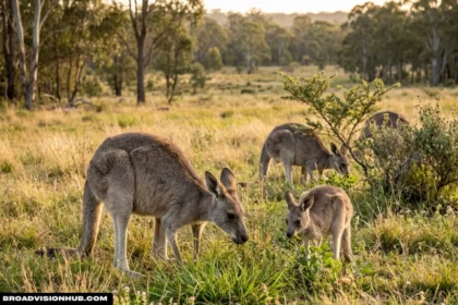 What Do Kangaroos Eat? A Complete Guide to Their Diet
